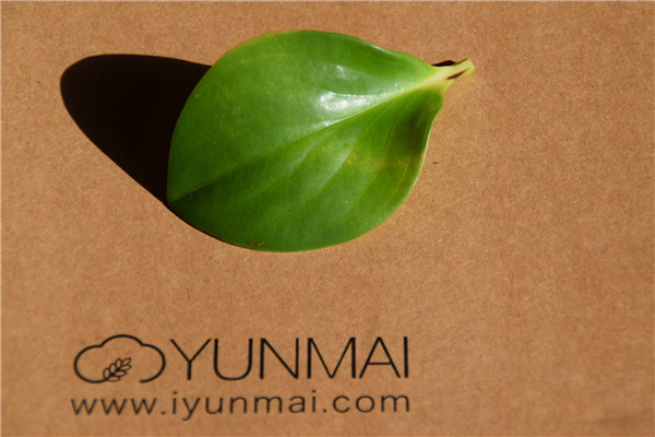 你需要一个运动的理由 云麦好轻Color评测