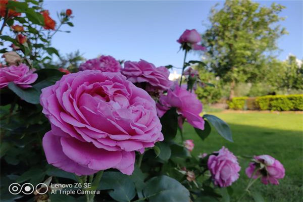 联想Z6青春版相机评测