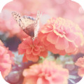 花蝴蝶